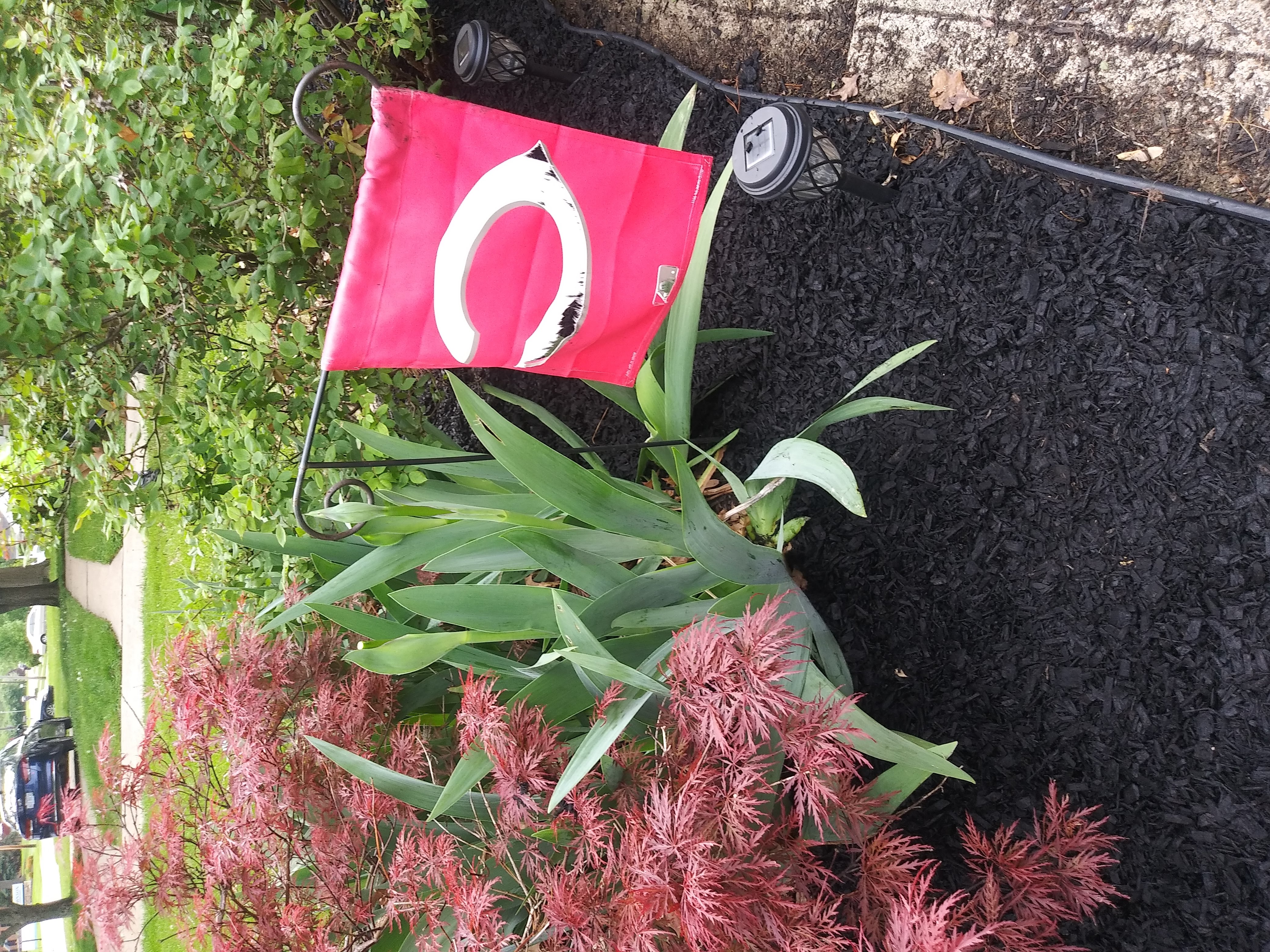 Fresh black mulch around a Japanese maple and garden plants